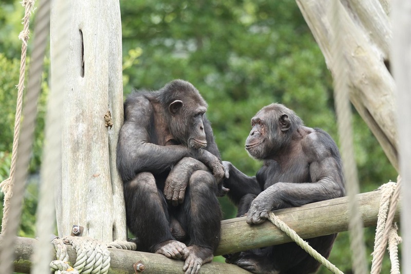 Исследование показало, что обезьяны узнают знакомых, которых они не видели много лет