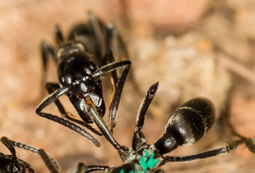 После битвы эти муравьи обрабатывают раны друг друга антибиотиками