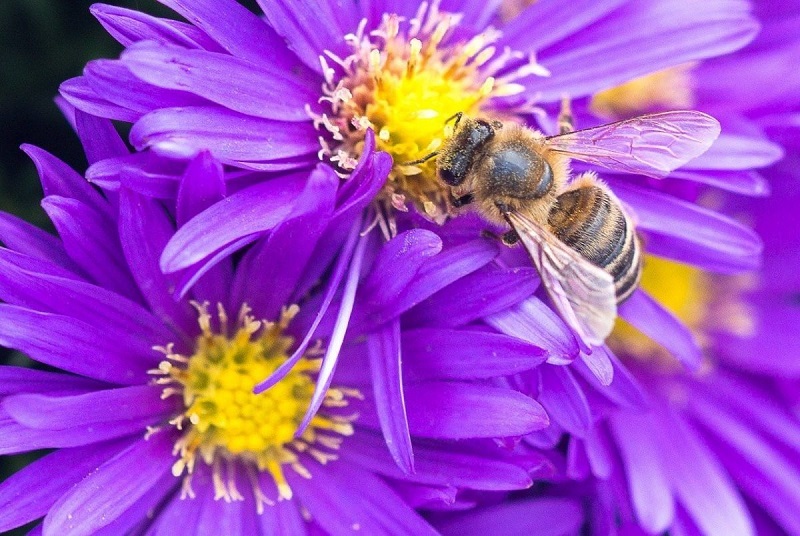 Первые цветы появились раньше пчел — как они эволюционировали?