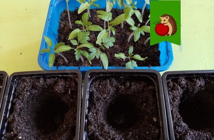 Чем полить рассаду томатов после пикировки, чтобы она была крепкая и коренастая, быстро пустилась в рост. Рецепты «сразу» и «через 2 недели»